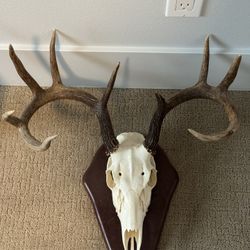 European Whitetail Antler Mount