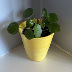 Chinese Money Plant, Pilea Peperomioides in 4.5” Ceramic Pot 