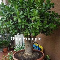 Jade Plant 🪴☘️