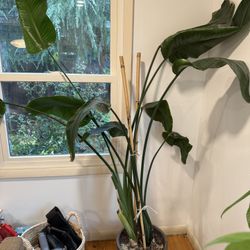 Bird Of Paradise Plant