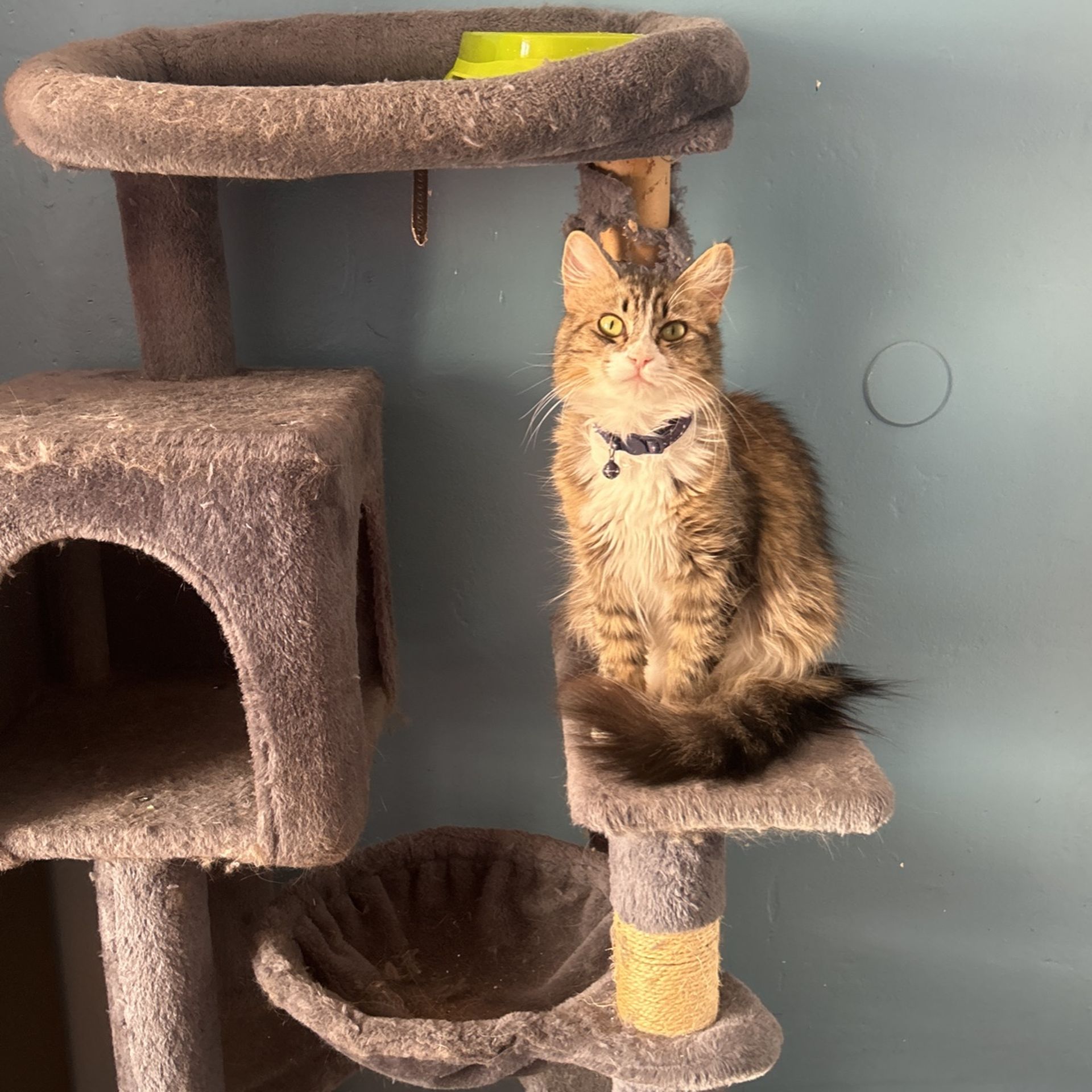 Cat Tree Used