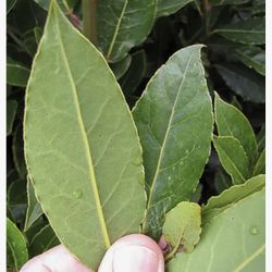 Bay Laurel Tree (Bay Leaf)