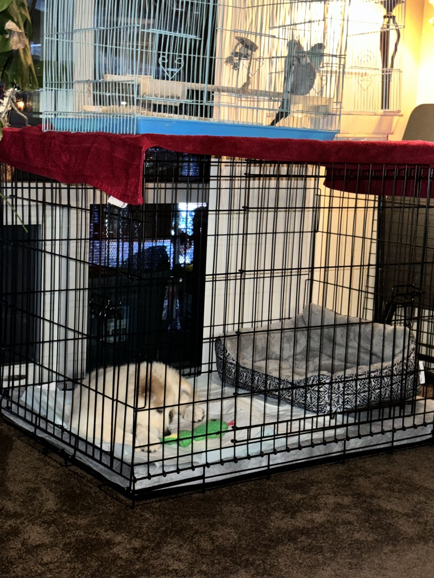 Dog Crate For Sale 