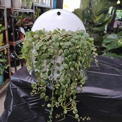 Wall Planter & String Of Turtles Plant 