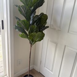 Fig
