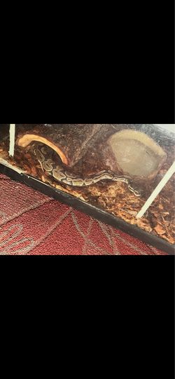 "Reptile Tank"
