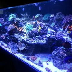 200 Gal Reef Tank 