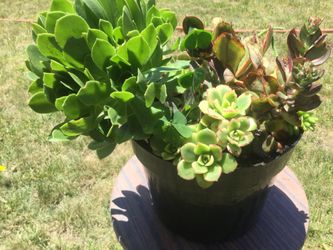 Beautiful succulents arrangements.