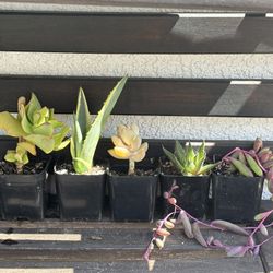 lot of 5 Succulents in 2” pots Jade Agave Ghost Aloe Ruby Necklace 