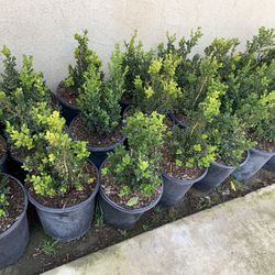 Japanese Boxwood 15$ Each 5 Gallon 