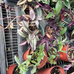 Bundle Collection Tradescantia House Plant Available 