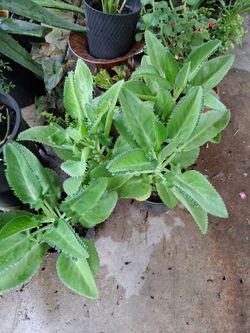 Plantas  calanchoe