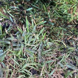 St Augustine Sod - $225 Per Pallet