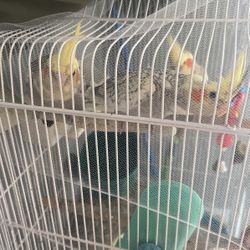 No More Messy Birds