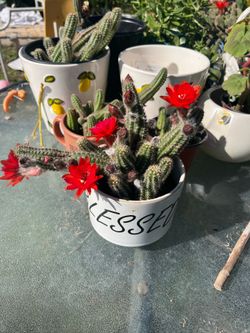 Red cactus flower