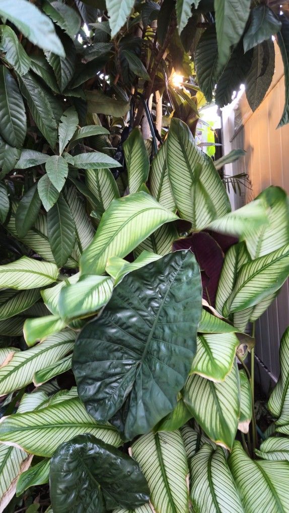 Calathea Majestica Goeppertia Majestica LIVE PLANT 1FT
