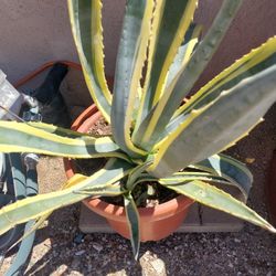Variegated Century Plant
