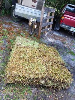 35 pieces of St Augustine sod