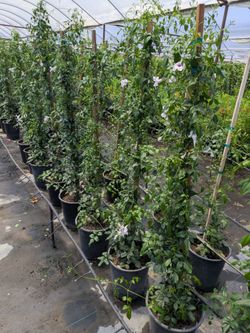 $25 each plants that are pictured