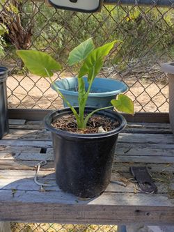 Plants we're $20 Reduced to $15. Each cada una in Donna inside the city not far from old 83