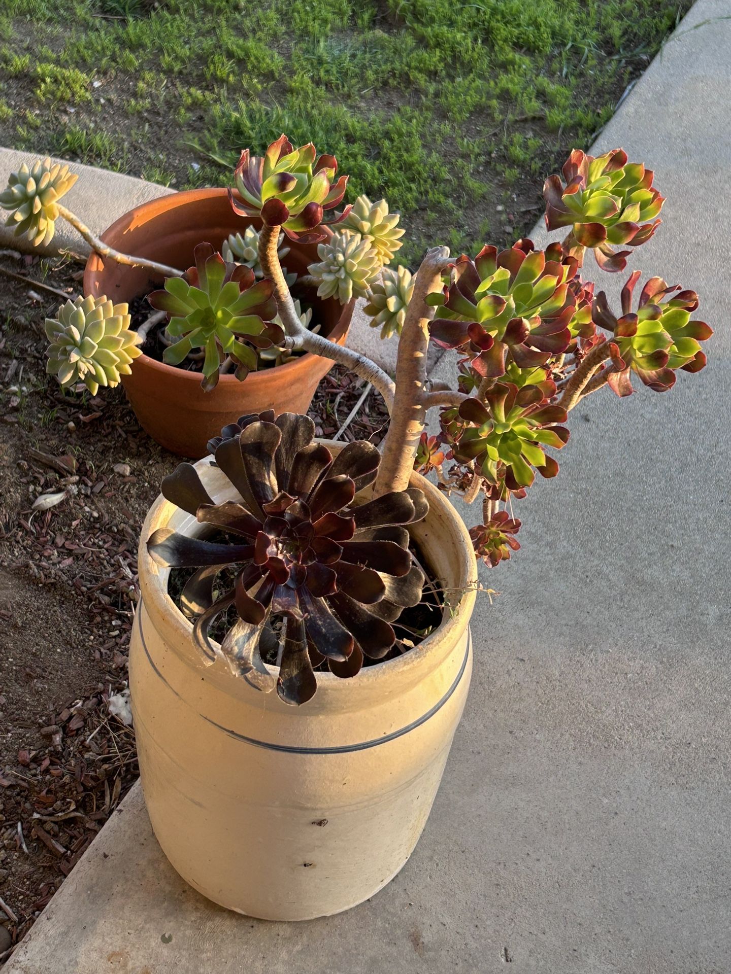 Succulents In 13” Ceramic Pot 