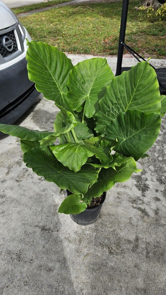 Alocasia (Elephant Ear)