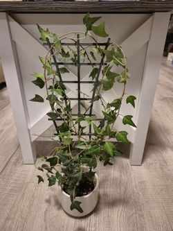 English Ivy Plant 