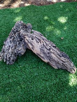 Dragonwood driftwood