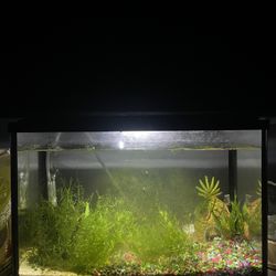 5 Gallon Fish Tank