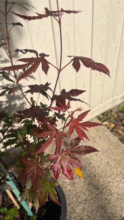 Japanese maple tree about 4 feet tall