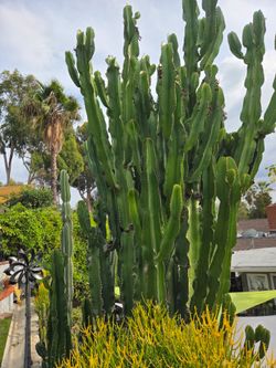 Cactus African candelabra $20 each for 3ft size with arms