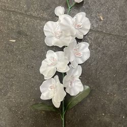 orchid