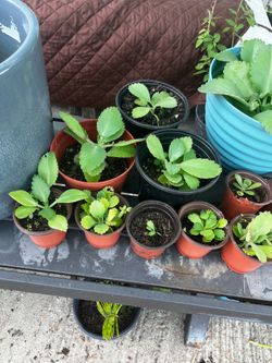 Kalanchoe medicinal plant