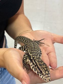 B&W (Reptile photos)