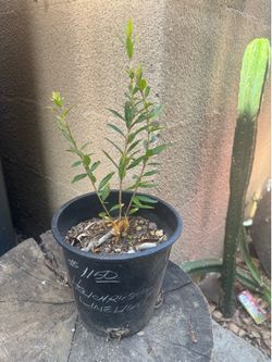 Pomegranate tree