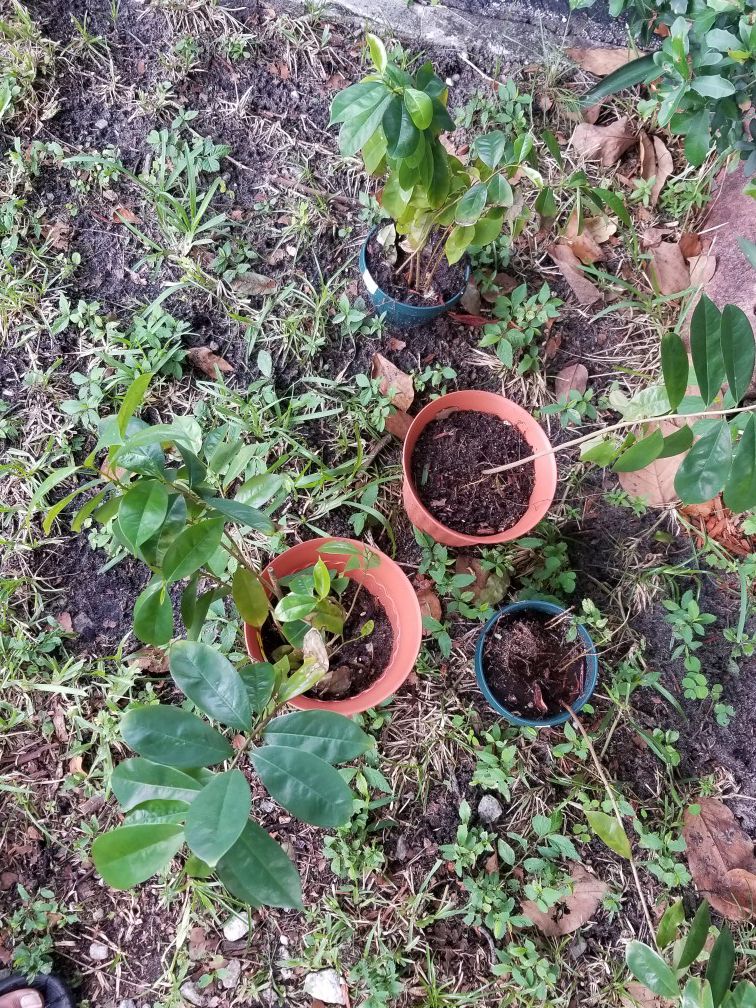 Soursop. Guanabana plant