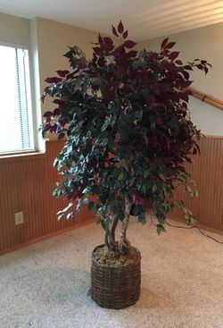 Silk plant 7ft in excellent condition