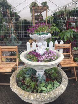 Succulents 4”
