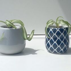 Trendy Lush Curly Variegated Spider Plant Bonnie/ Indoor Plant/ House Plant  Flower Patio Garden
