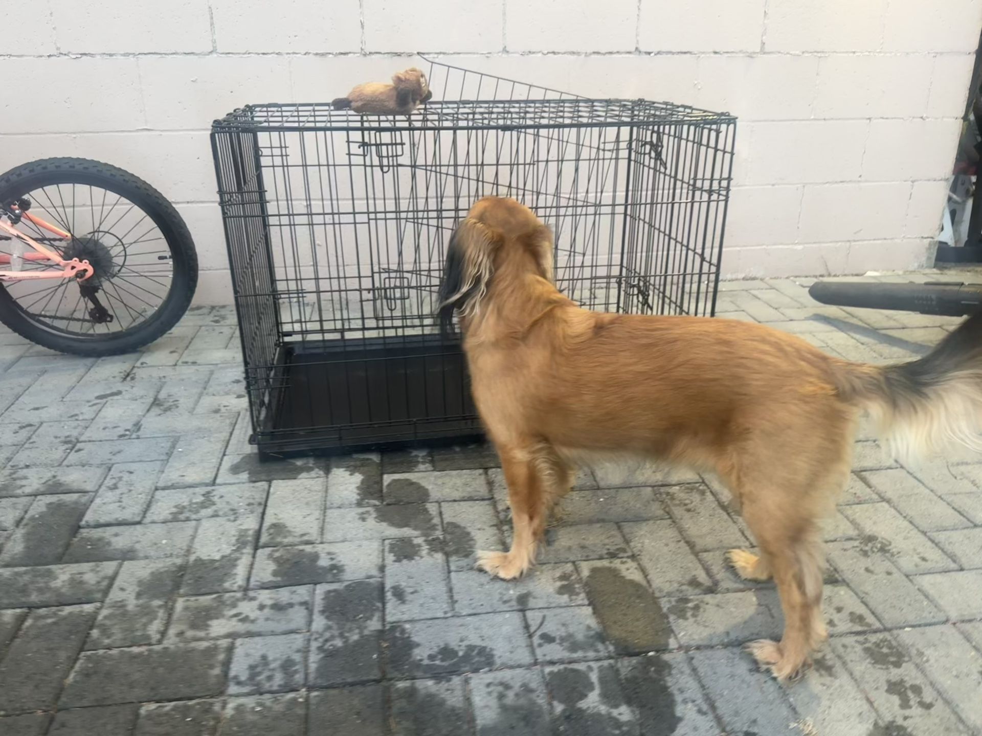 Medium Dog Cage