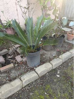 Sago Palm tree