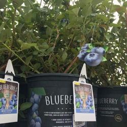 Emerald Blueberry Fully Grown Plant In 2 gallon Pot