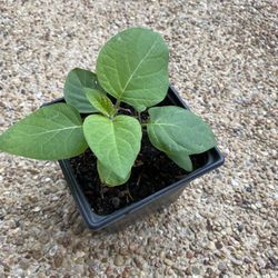 Moon Flower Plant