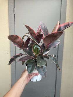 Ficus Elastica Ruby Rubber Tree House Plant 6” Pot