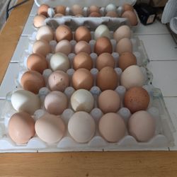 Out Of Flats At Moment! 4 Dozens Available 
