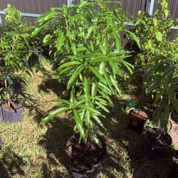 Ice Cream Mango Tree 7 Gal