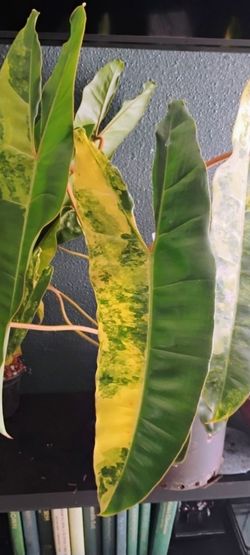 Large Philodendron Billietiea Variegated