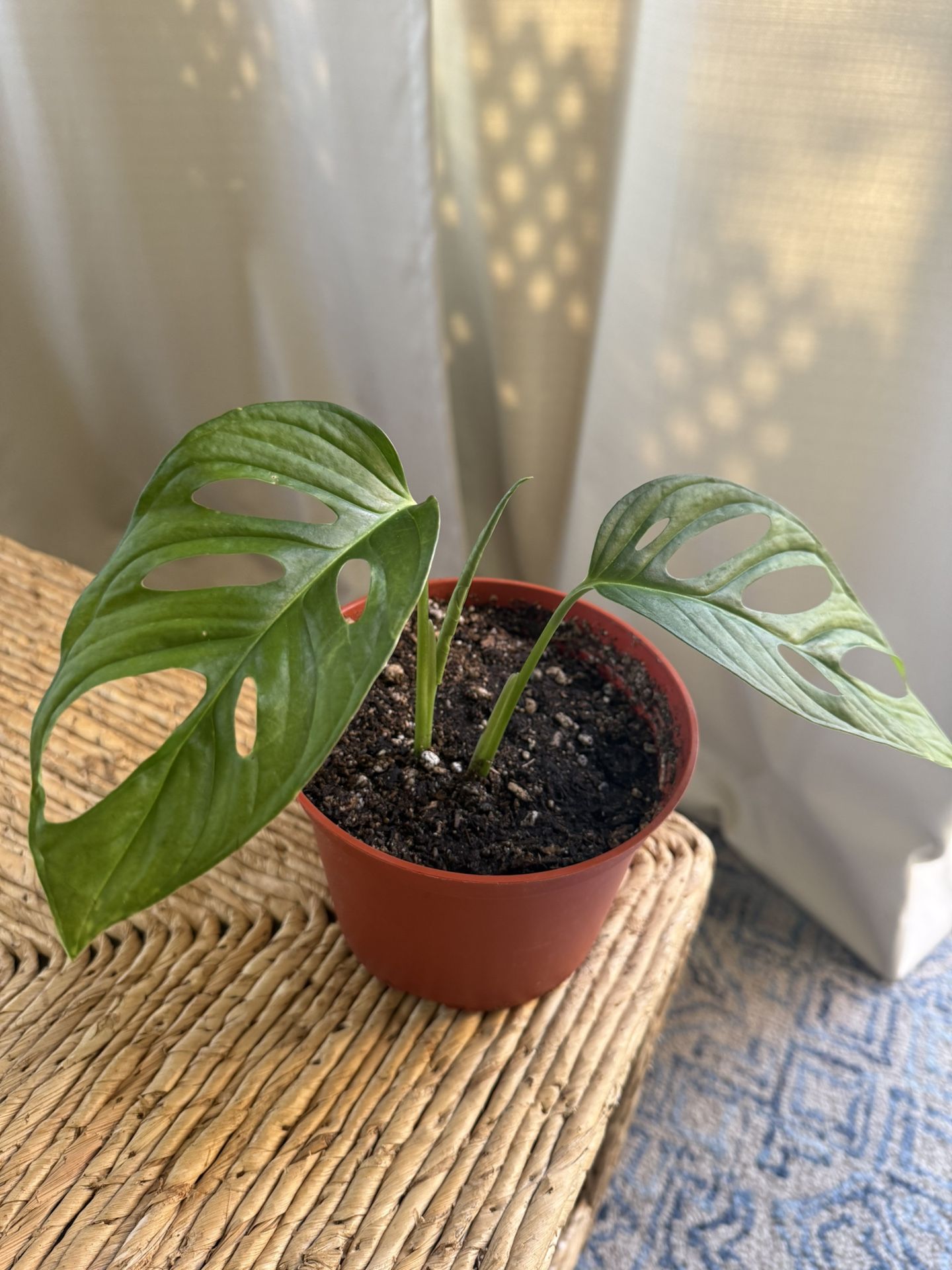 Monstera Adansonii Plant