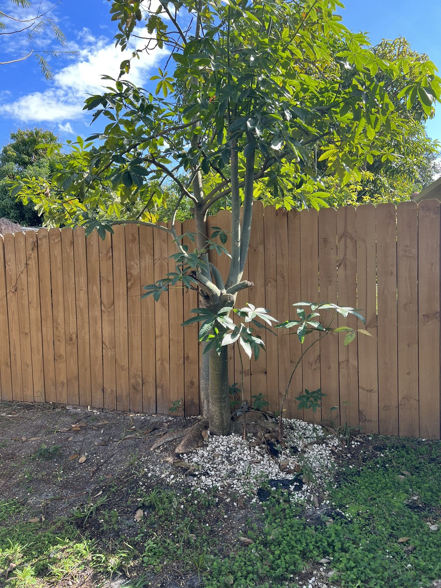 Juvenile Money Tree