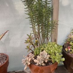 Succulent Arrangement 